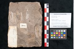 Foto (Objekt + Etikett) von Ficus jynx Unger (NHMW-GEO-2024-0188-7986)